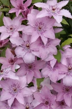 Hagley Hybrid Clematis - 1 Gallon Pot -Garden Plants clematis hagley hybrid 15