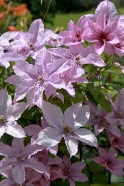 Hagley Hybrid Clematis - 1 Gallon Pot -Garden Plants clematis hagley hybrid 18