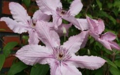 Hagley Hybrid Clematis - 1 Gallon Pot -Garden Plants clematis hagley hybrid 21