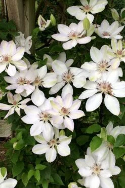 Henryi Clematis - 1 Gallon Pot -Garden Plants clematis henryi 2