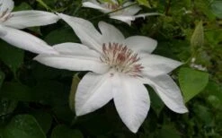 Henryi Clematis - 1 Gallon Pot -Garden Plants clematis henryi 3