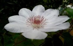 Henryi Clematis - 1 Gallon Pot -Garden Plants clematis henryi 4