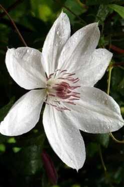 Henryi Clematis - 1 Gallon Pot -Garden Plants clematis henryi 6