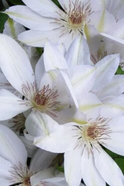 Henryi Clematis - 1 Gallon Pot -Garden Plants clematis henryi 7