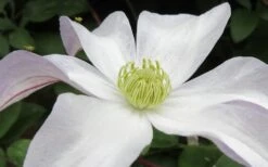 Huldine Clematis - 1 Gallon Pot -Garden Plants clematis huldine 3