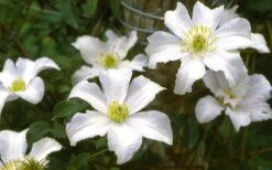 Huldine Clematis - 1 Gallon Pot -Garden Plants clematis huldine 6