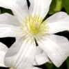 Huldine Clematis - 1 Gallon Pot