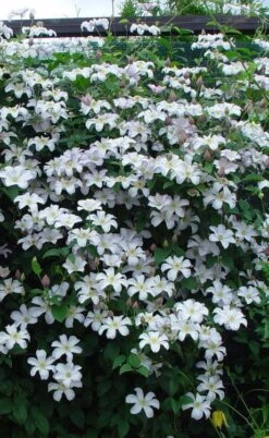 Huldine Clematis - 1 Gallon Pot -Garden Plants clematis huldine 9