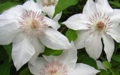 Hyde Hall Clematis - 1 Gallon Pot -Garden Plants clematis hyde hall 1