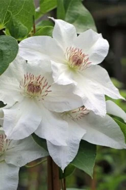 Hyde Hall Clematis - 1 Gallon Pot -Garden Plants clematis hyde hall 4