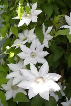 Hyde Hall Clematis - 1 Gallon Pot -Garden Plants clematis hyde hall 6