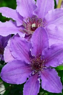 Ines Clematis - 1 Gallon Pot -Garden Plants clematis ines 3