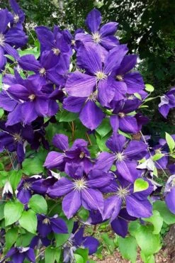 Jackmanii Superba Clematis - 1 Gallon Pot -Garden Plants clematis jackmanii superba 3
