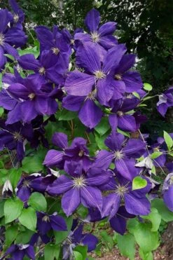 Jackmanii Superba Clematis - 1 Gallon Pot -Garden Plants clematis jackmanii superba 4