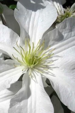 John Huxtable Clematis - 1 Gallon Pot -Garden Plants clematis john huxtable 1