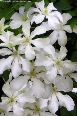 John Huxtable Clematis - 1 Gallon Pot -Garden Plants clematis john huxtable 3
