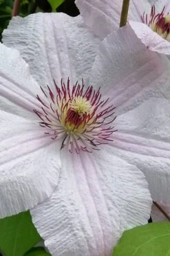 John Paul II Clematis - 1 Gallon Pot -Garden Plants clematis john paul II 12