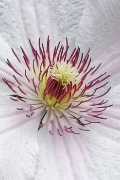 John Paul II Clematis - 1 Gallon Pot -Garden Plants clematis john paul II 5