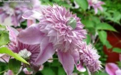 Josephine Clematis - 1 Gallon Pot 9 Josephine Clematis - 1 Gallon Pot -Garden Plants clematis josephine 15