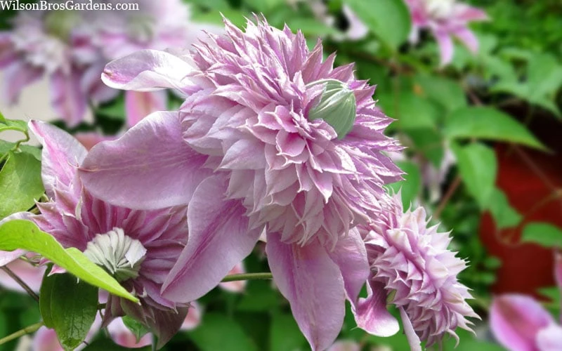 Josephine Clematis - 1 Gallon Pot 4 Josephine Clematis - 1 Gallon Pot - Image 4
