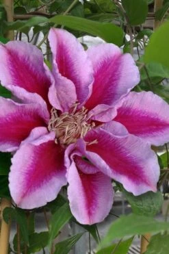 Killian Donahue Clematis - 1 Gallon Pot -Garden Plants clematis killian donahue 1