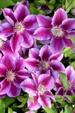 Killian Donahue Clematis - 1 Gallon Pot -Garden Plants clematis killian donahue 2