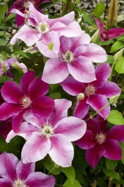 Killian Donahue Clematis - 1 Gallon Pot -Garden Plants clematis killian donahue 4
