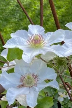 Kitty Clematis - 1 Gallon Pot -Garden Plants clematis kitty 1