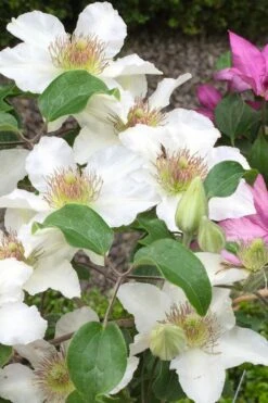 Kitty Clematis - 1 Gallon Pot -Garden Plants clematis kitty 3