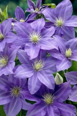 Lady Northcliffe Clematis - 1 Gallon Pot -Garden Plants clematis lady northcliffe 2