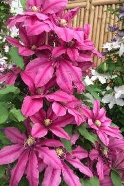 Liberation Clematis - 1 Gallon Pot -Garden Plants clematis liberation 4