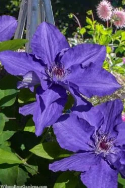 Lindsay Clematis - 1 Gallon Pot