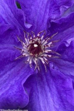 Lindsay Clematis - 1 Gallon Pot 7 Lindsay Clematis - 1 Gallon Pot -Garden Plants clematis lindsay 5