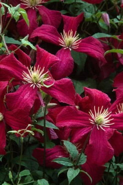 Madame Julia Correvon Clematis - 1 Gallon Pot 13 Madame Julia Correvon Clematis - 1 Gallon Pot -Garden Plants clematis madame julia correvon 7