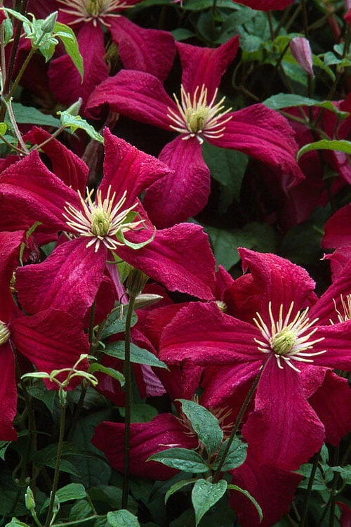Madame Julia Correvon Clematis - 1 Gallon Pot 7 Madame Julia Correvon Clematis - 1 Gallon Pot - Image 7