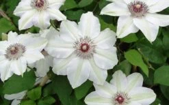 Miss Bateman Clematis - 1 Gallon Pot -Garden Plants clematis miss bateman 2 800x500 1