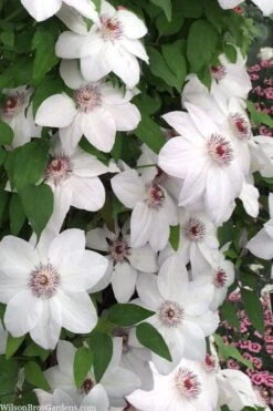 Miss Bateman Clematis - 1 Gallon Pot -Garden Plants clematis miss bateman 20