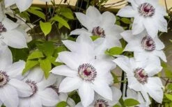 Miss Bateman Clematis - 1 Gallon Pot -Garden Plants clematis miss bateman 800x500 1