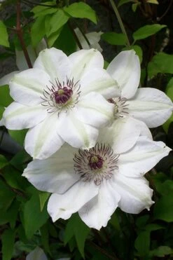 Miss Bateman Clematis - 1 Gallon Pot -Garden Plants clematis miss20bateman 3 500x750 1