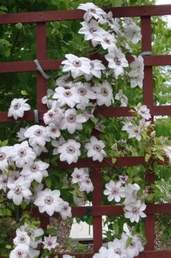 Miss Bateman Clematis - 1 Gallon Pot -Garden Plants clematis miss20bateman 4 500x750 1