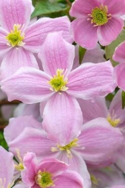 Mayleen Montana Clematis - 1 Gallon Pot -Garden Plants clematis montana mayleen 1
