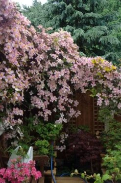 Mayleen Montana Clematis - 1 Gallon Pot -Garden Plants clematis montana mayleen 12