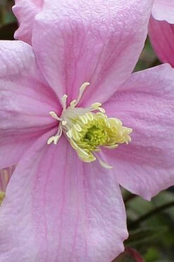 Mayleen Montana Clematis - 1 Gallon Pot -Garden Plants clematis montana mayleen 4