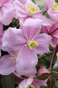 Mayleen Montana Clematis - 1 Gallon Pot -Garden Plants clematis montana mayleen 5