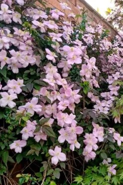 Mayleen Montana Clematis - 1 Gallon Pot -Garden Plants clematis montana mayleen 6