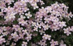 Montana Rubens Clematis - 1 Gallon Pot -Garden Plants clematis montana rubens 12