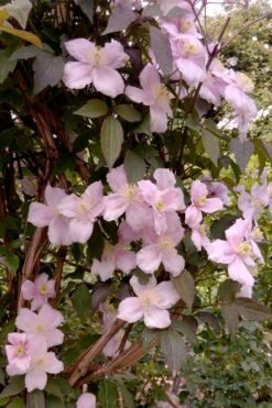 Montana Rubens Clematis - 1 Gallon Pot -Garden Plants clematis montana rubens 6