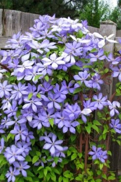 Mrs. Cholmondeley Clematis - 1 Gallon Pot 9 Mrs. Cholmondeley Clematis - 1 Gallon Pot -Garden Plants clematis mrs cholmondeley 2