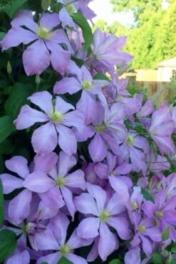 Mrs. Cholmondeley Clematis - 1 Gallon Pot 8 Mrs. Cholmondeley Clematis - 1 Gallon Pot -Garden Plants clematis mrs cholmondeley 8
