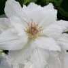 Mrs. George Jackman Clematis - 1 Gallon Pot